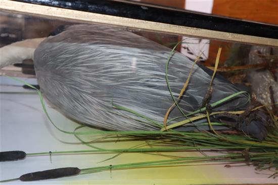 A cased taxidermic heron, by Hutchings